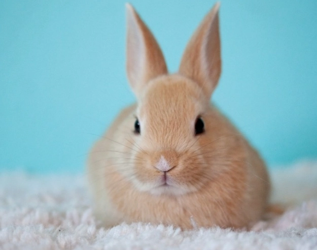 difference between rabbit and bunny