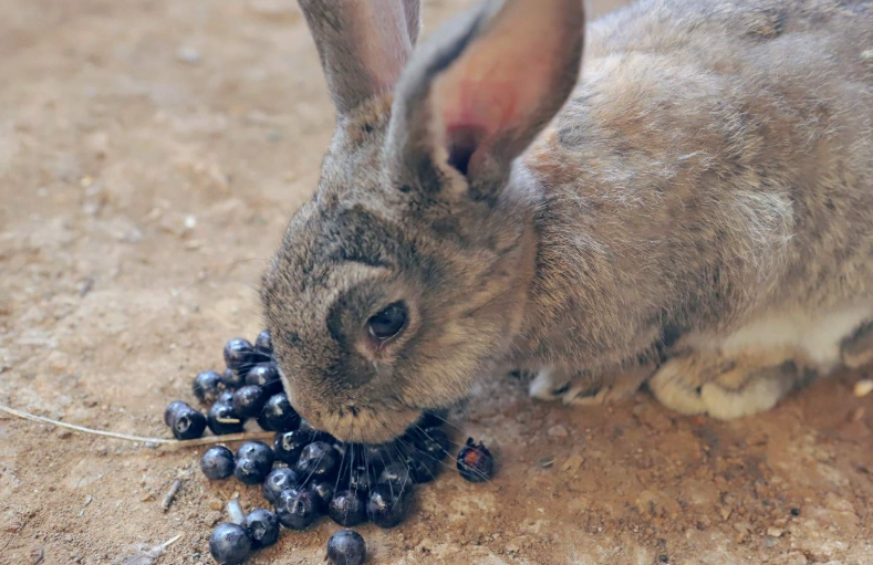 how to tell if your rabbit is pregnant