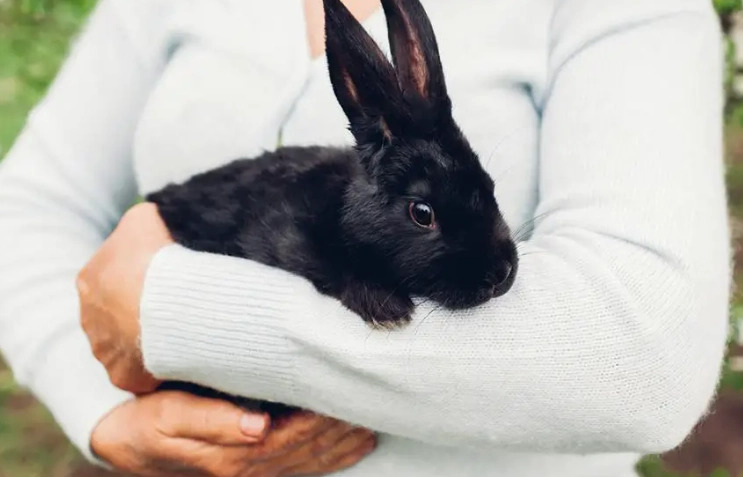 pick up rabbit safely