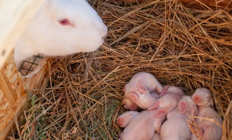 how to tell if your rabbit is pregnant