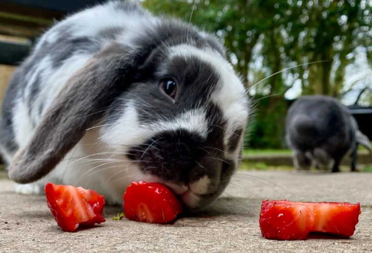 can rabbits eat apples