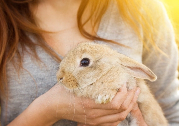 how to hold a rabbit