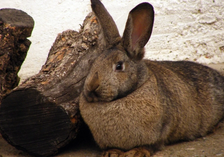 rabbit pregnancy signs