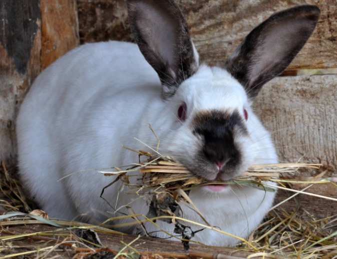 rabbit gestation period