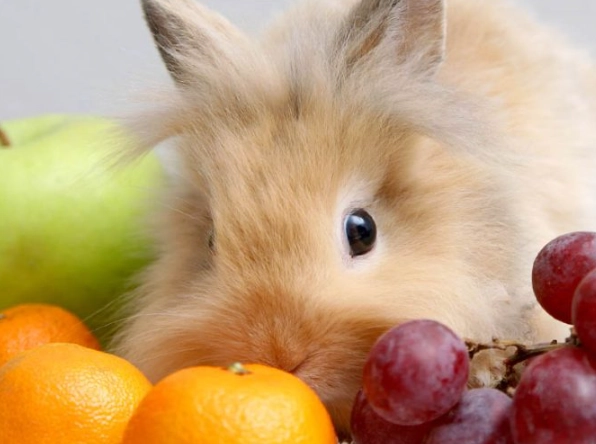 can rabbits eat apples
