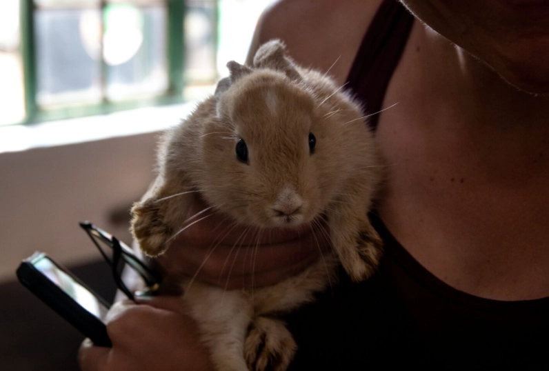 how to bathe a rabbit