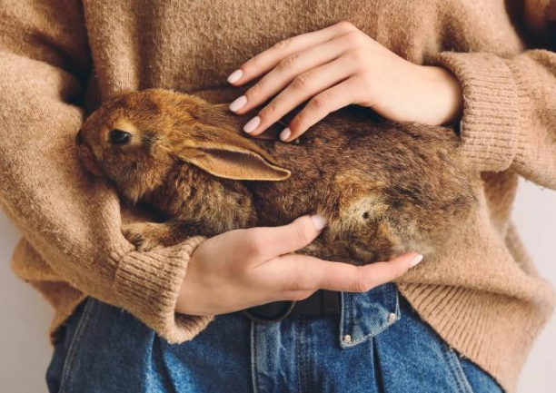 rabbit pregnancy signs