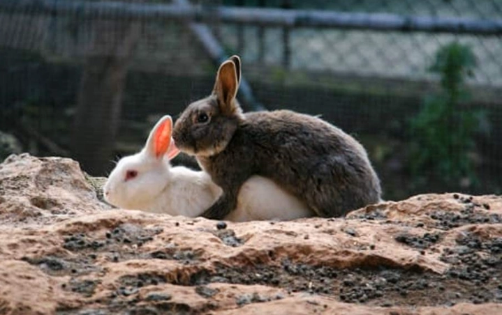 how to breed rabbits