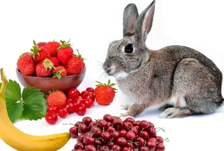 rabbit safe fruits