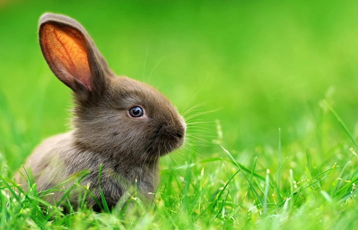 how long do bunnies live