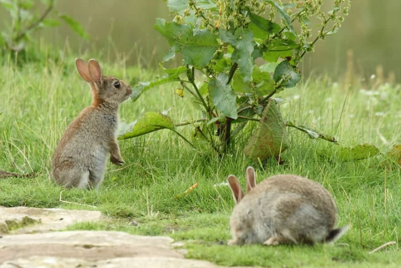 wild rabbit diet