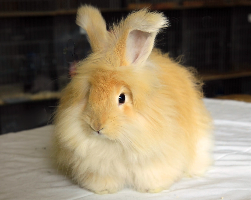 angora bunny breeds