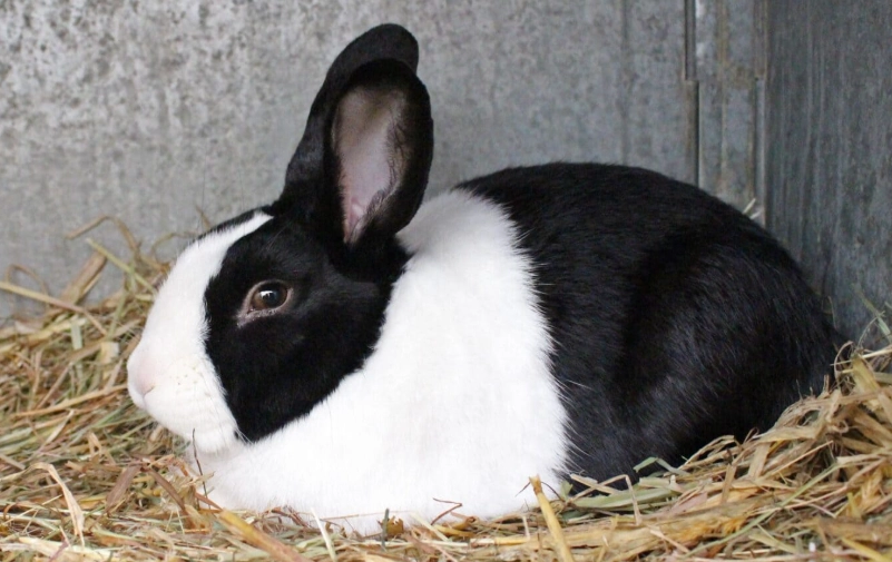 dutch rabbit breed