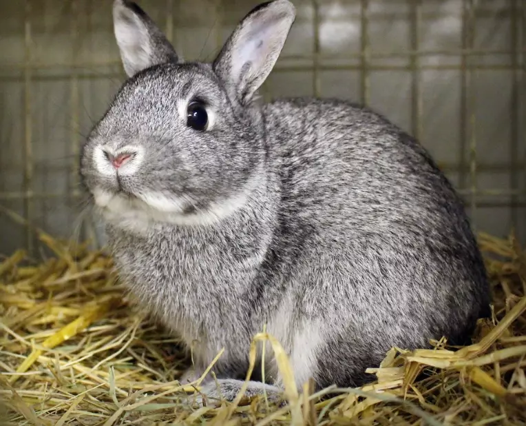 dwarf rabbit breeds dwarf rabbit breeds
