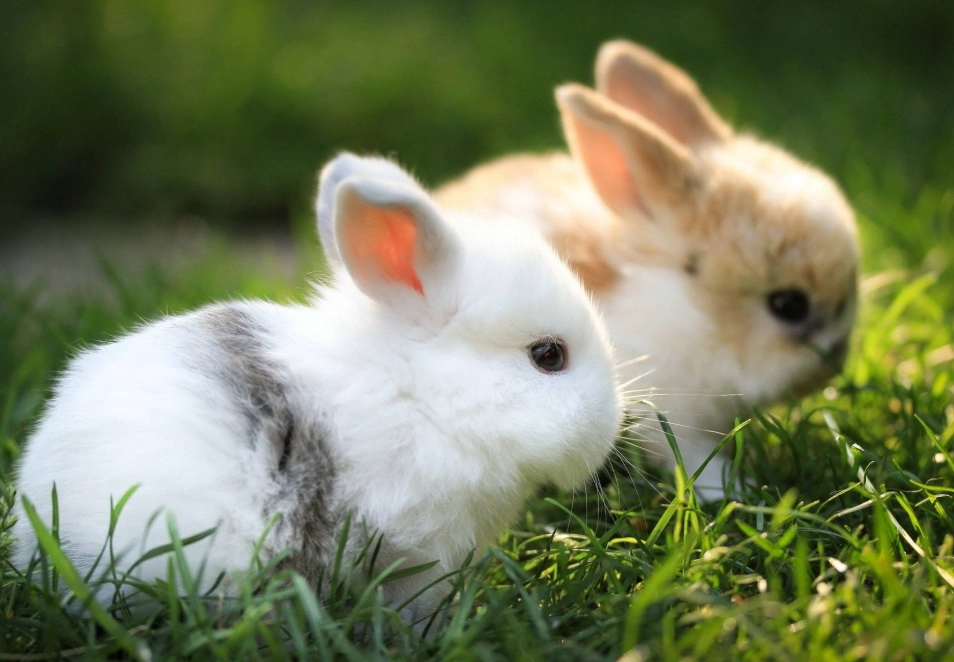 dwarf rabbit lifespan dwarf rabbit lifespan