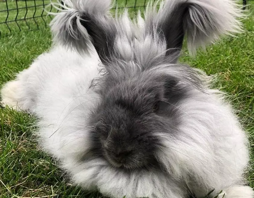 angora bunny care