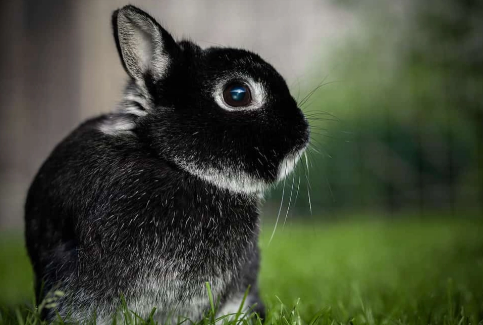 dwarf rabbit lifespan dwarf rabbit lifespan