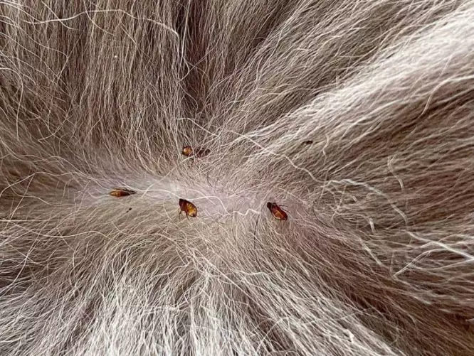 flea prevention for rabbits