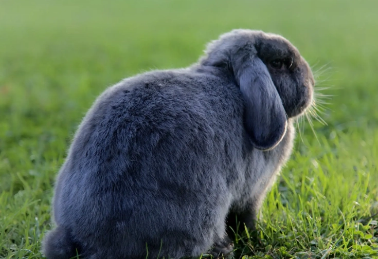 protect garden from rabbits protect garden from rabbits