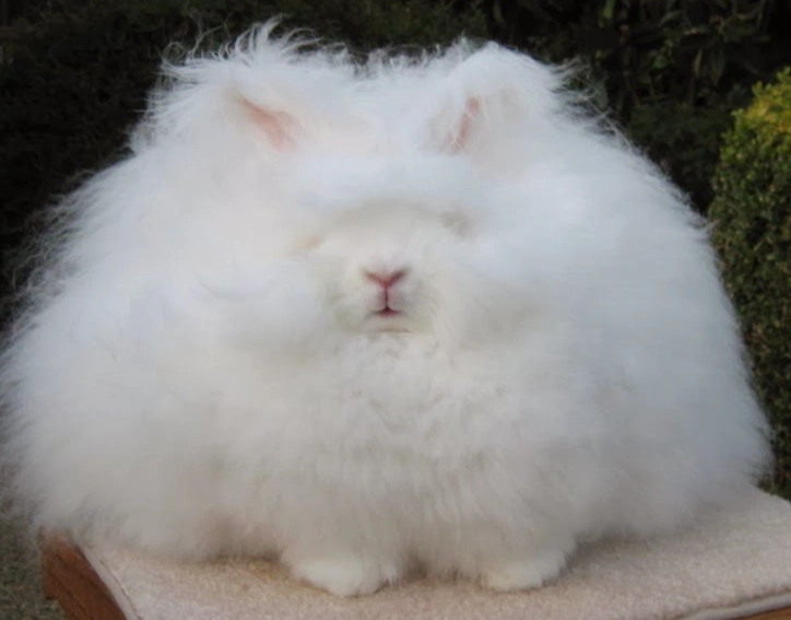 angora bunny breeds