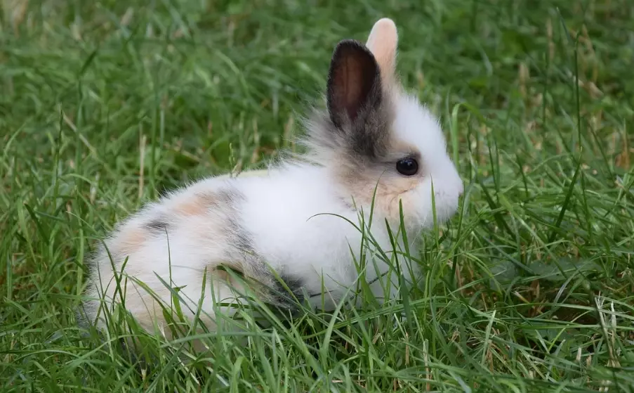 dwarf rabbit breeds dwarf rabbit breeds