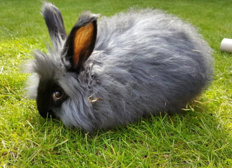 angora rabbit grooming