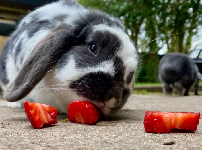 rabbit diet strawberries