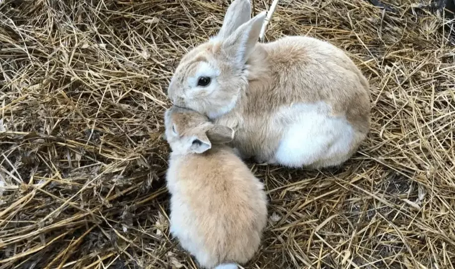 pet rabbit life expectancy