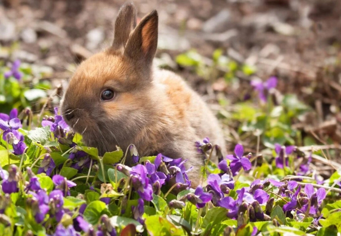 rabbit resistant plants rabbit resistant plants