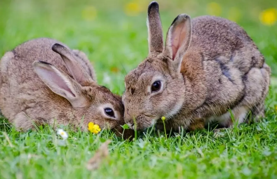 how long do rabbits live