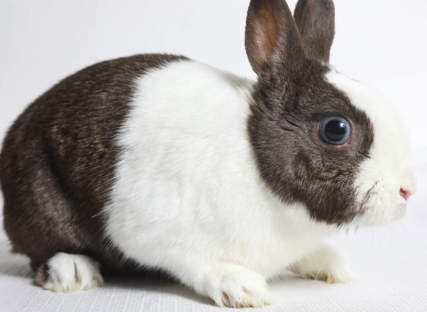 dutch rabbit care