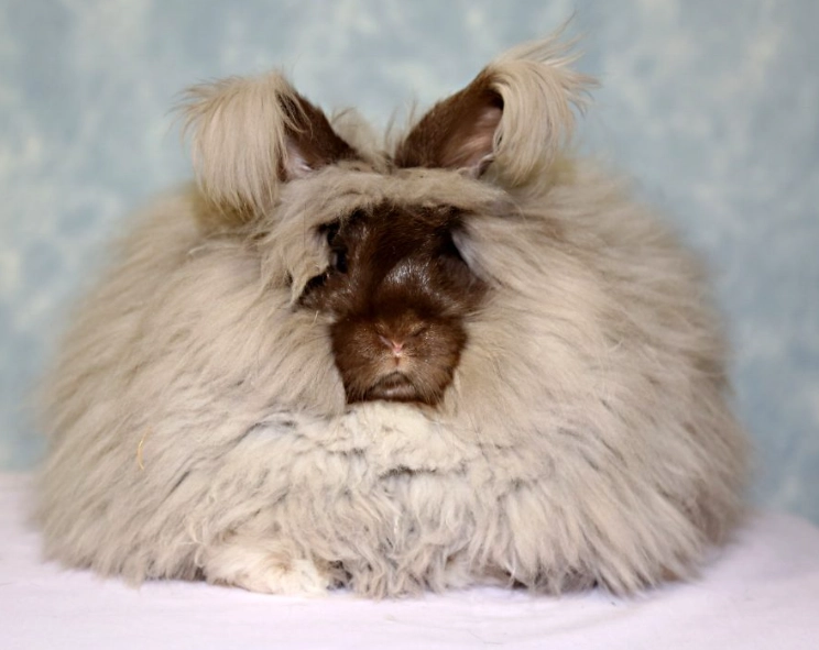angora bunny care