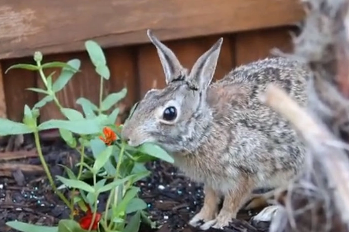 rabbit resistant plants rabbit resistant plants