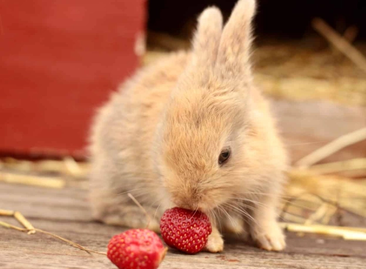 can rabbits eat strawberries