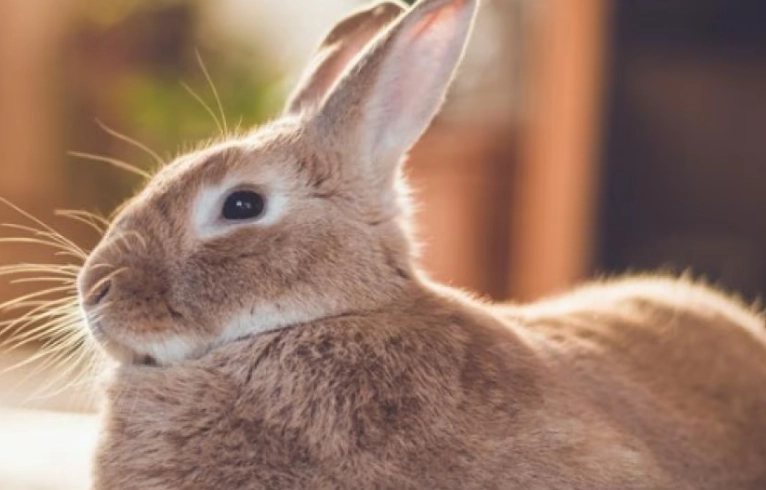 flea prevention for rabbits