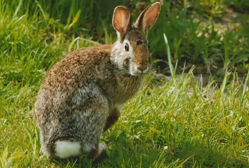 feeding wild rabbits
