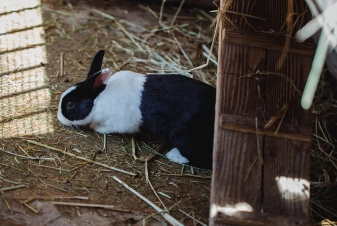 protect garden from rabbits protect garden from rabbits