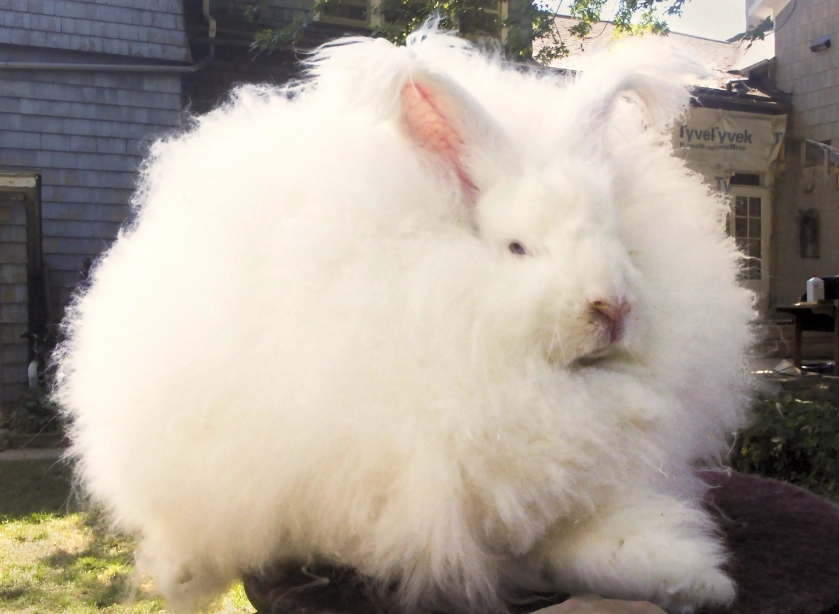 angora rabbit grooming