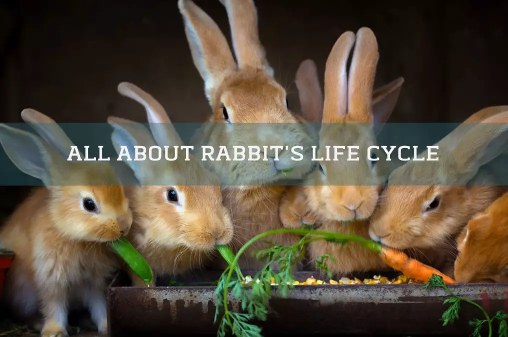 how long do rabbits live