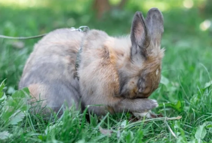 rabbit flea treatment