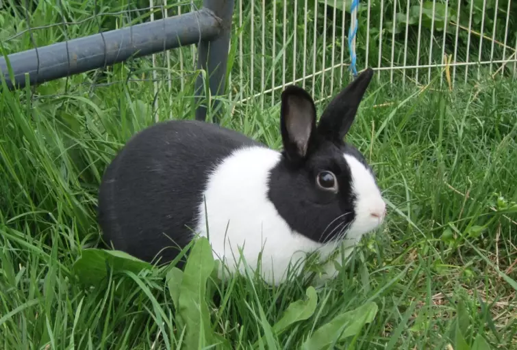 dutch rabbit breed