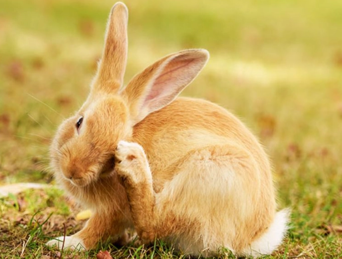 rabbit flea treatment