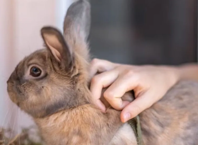 flea prevention for rabbits