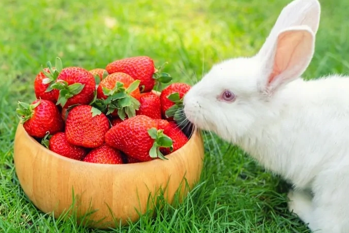 rabbit diet strawberries