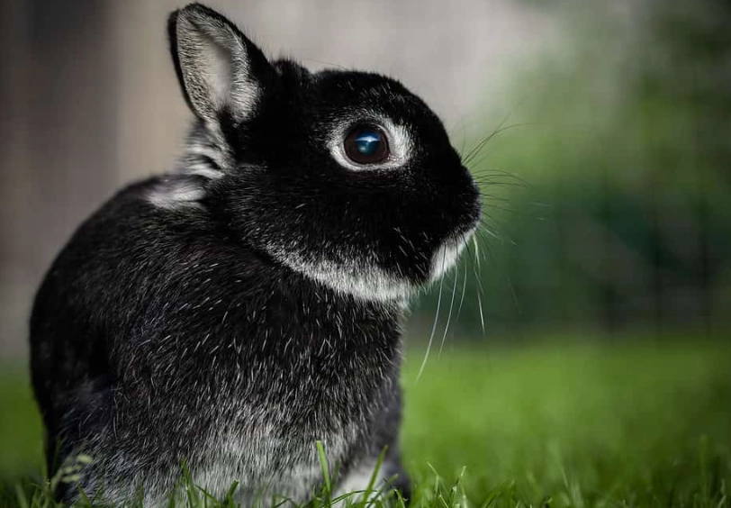 netherland dwarf rabbit care