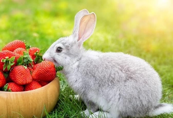 can rabbits eat strawberries