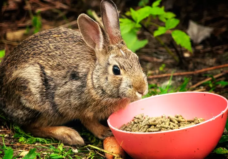 feeding wild rabbits