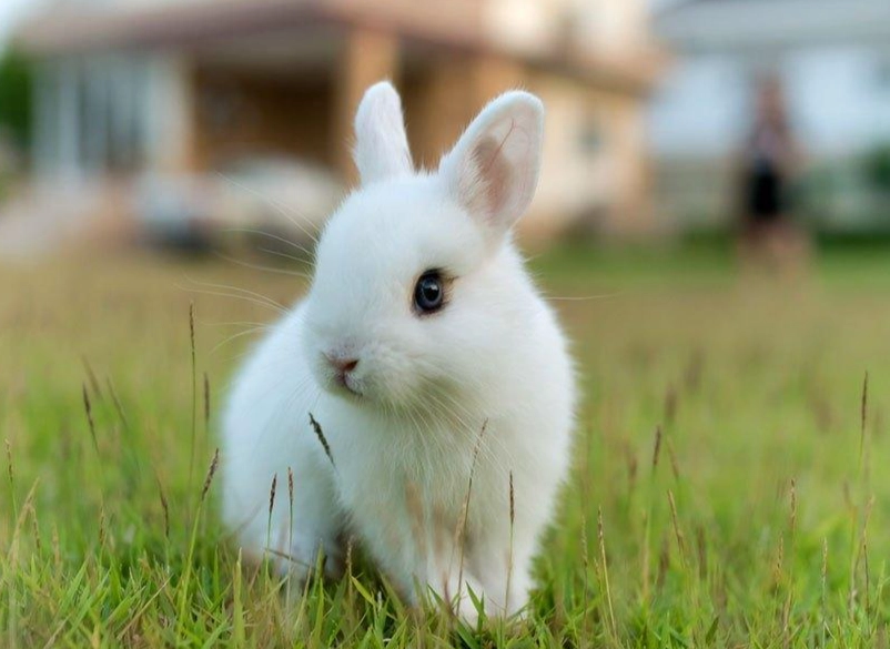 dwarf rabbit care