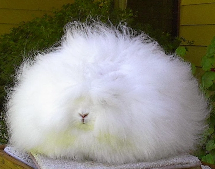 angora bunny care