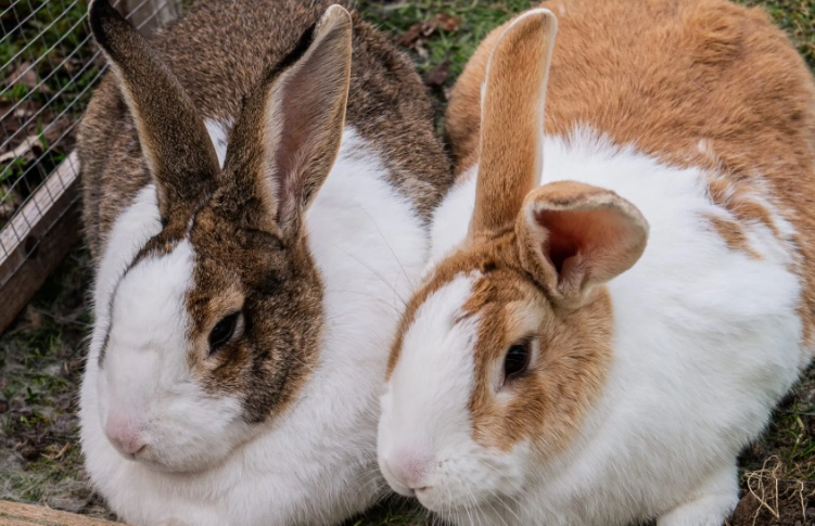 difference between bunny and rabbit